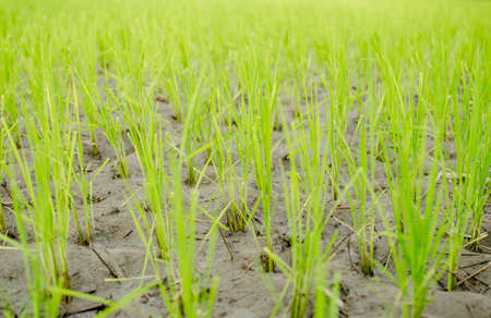 Rice seedlings freshly planted, Thailand, Southeast Asiaの写真素材