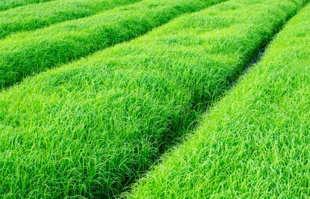 nature view of nature view of young rice sprout ready to growing in the rice  ready to growing in the riceの写真素材