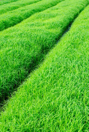 nature view of nature view of young rice sprout ready to growing in the rice  ready to growing in the riceの写真素材