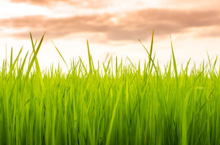 nature view of nature view of young rice sprout ready to growing in the rice  ready to growing in the riceの写真素材
