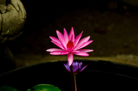 Pink lotus lilies in a field in rural northern Thailand.の写真素材