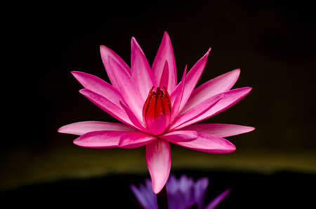 Pink lotus lilies in a field in rural northern Thailand.の写真素材