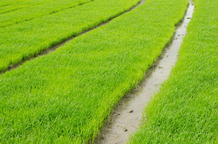 Bushels of rice seedlings to the fields to be planted in a paddy field, Thailand.の写真素材