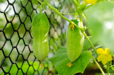 growing many green cucumbersの写真素材