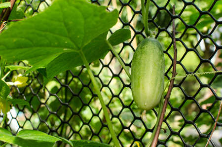 growing many green cucumbersの写真素材