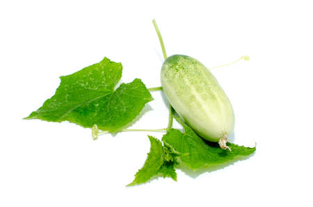 bullish cucumbers  Isolated on white backgroundの写真素材
