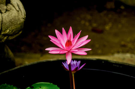 Pink lotus lilies in a field in rural northern Thailand.の写真素材