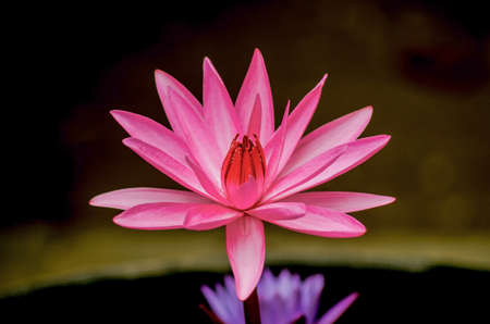 Pink lotus lilies in a field in rural northern Thailand.の写真素材
