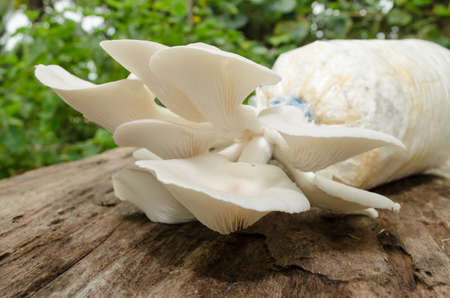 Closeup fresh organic Phoenix mushroomの写真素材