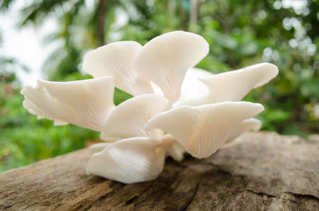 Closeup fresh organic Phoenix mushroomの写真素材