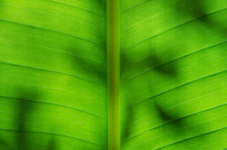 Close up of the banana leaf.の写真素材