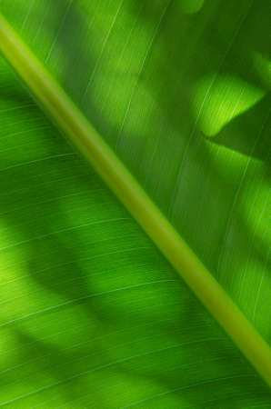 Close up of the banana leaf.の写真素材