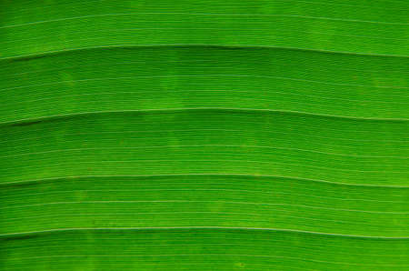 Close up of the banana leaf.の写真素材