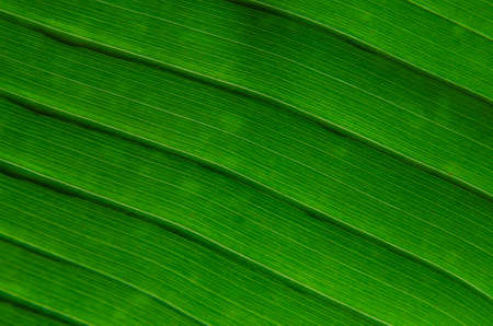 Close up of the banana leaf.の写真素材