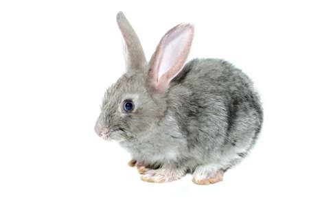 grey rabbit on a white backgroundの写真素材