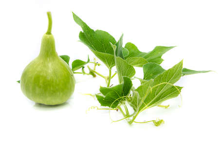 Calabash, Bottle Gourd on white backgroundの写真素材