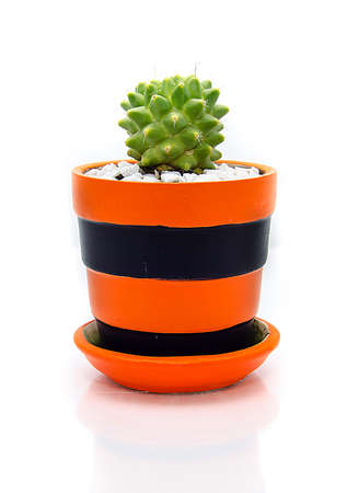 Cactus in Ceramic pots of white backgroundの写真素材