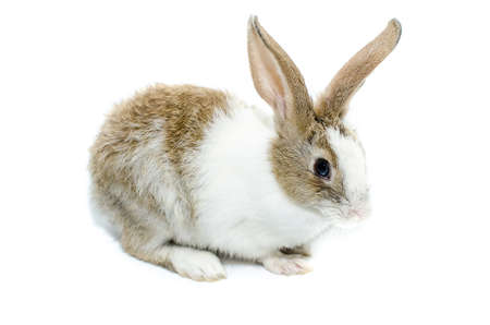 Brown rabbit on a white backgroundの写真素材