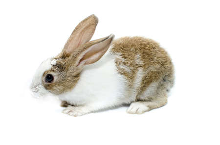 Brown rabbit on a white backgroundの写真素材
