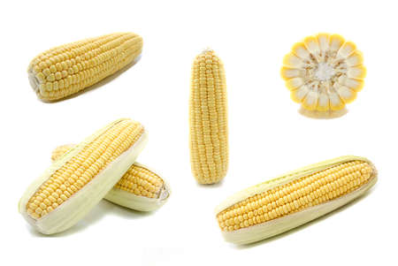 Ear of Corn isolated on a white backgroundの写真素材