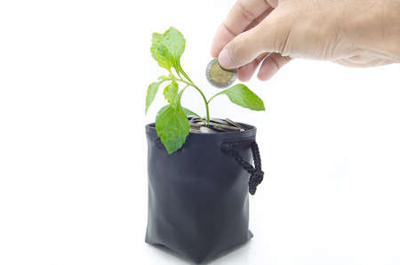 Investing to green business on white backgroundの写真素材