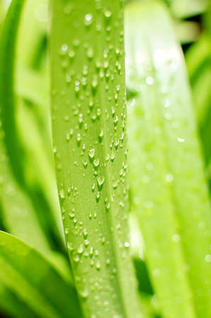 Drops of water on the pandan leaves.の写真素材