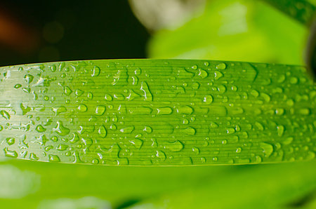 Drops of water on the pandan leaves.
