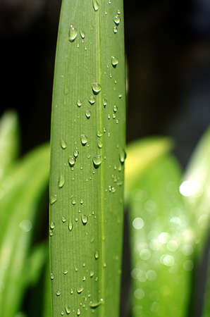 Drops of water on the pandan leaves.の写真素材