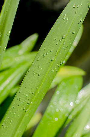 Drops of water on the pandan leaves.の写真素材
