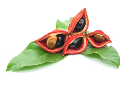 chestnuts isolate on whitebackgroundの写真素材