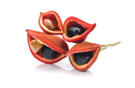 chestnuts isolate on whitebackgroundの写真素材