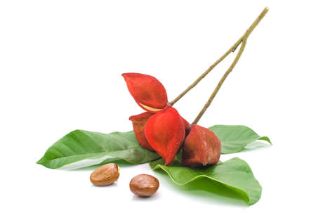 chestnuts isolate on whitebackgroundの写真素材