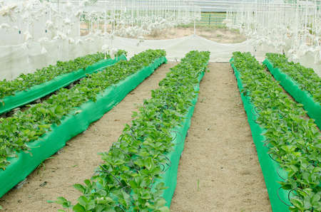 Strawberry field in thailandの写真素材