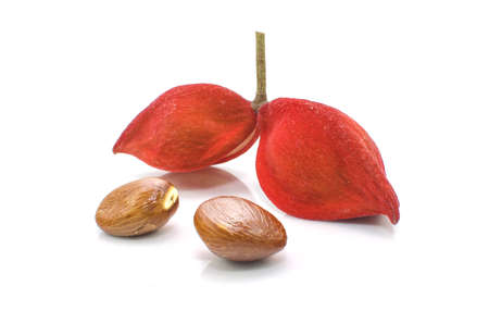 chestnuts isolate on whitebackgroundの写真素材