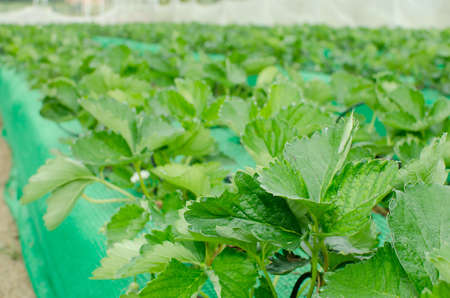 Strawberry field in thailandの写真素材