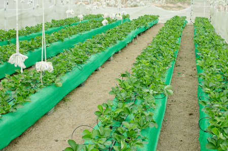 Strawberry field in thailandの写真素材