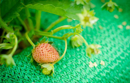 Bush of strawberries in Northern part of Thailand.の写真素材