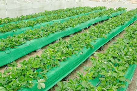 Strawberry field in thailandの写真素材