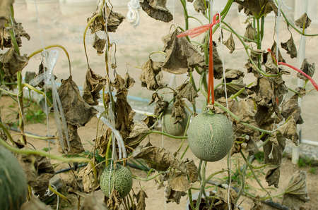 Melon in green house farm Thailandの写真素材