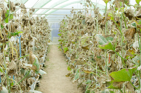Melon in green house farm Thailand