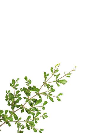 Leaves branches isolated on white (Terminalia ivoriensis A. Chev. in science name)の写真素材
