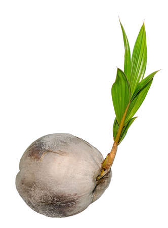 Sprout of coconut tree isolated on white background の写真素材