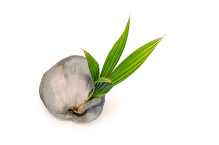 Sprout of coconut tree isolated on white backgroundの写真素材