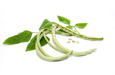 Green beans with leaves on white backgroundの写真素材