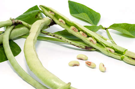 Green beans with leaves on white backgroundの写真素材