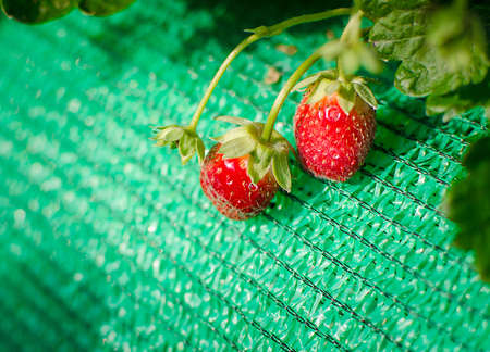 Bush of strawberries in Northern part of Thailand.の写真素材