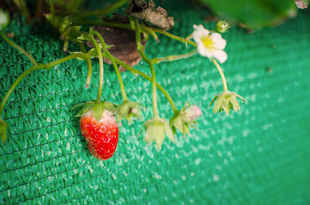 Bush of strawberries in Northern part of Thailand.の写真素材