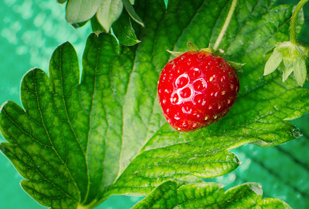 Bush of strawberries in Northern part of Thailand.