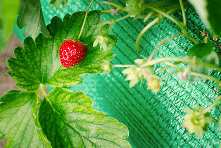 Bush of strawberries in Northern part of Thailand.の写真素材