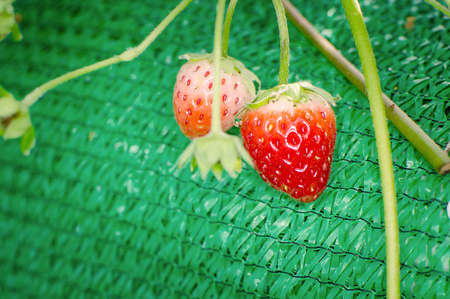 Bush of strawberries in Northern part of Thailand.の写真素材